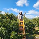 남원읍-36 | 아이와 겨울 제주여행, 체험과 포토존 모두 만족스러웠던 서귀포 자파리감귤체험장 후기