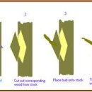 포포나무 접목하는 방법 이미지