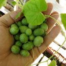 맥시칸 수박무늬 미니오이 이미지