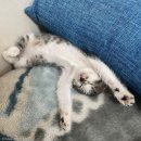 냥이사랑 이미지