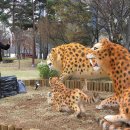 선사시대로 테마거리 이미지