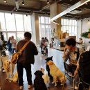 복실애견 이미지