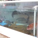 대천횟집 이미지