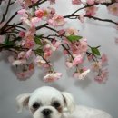 츄블리 펫 살롱 이미지