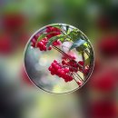 가을의 열매를 찾아서 U, 백량금 열매 영상 이미지