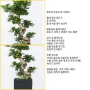 영자의전성시대/최영자 이미지