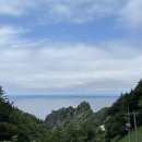 울릉벚꽃 이미지