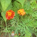 등원1리 이미지