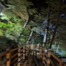 7월9일(수요일)야간 산책 개금숲길공원 산책로 이미지