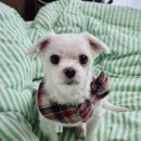 하얀강아지&고양이 | 강아지 고양이 케이프 감자왕고양이 내돈내산 후기