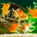 무한가돈 이미지