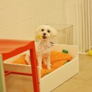 다다다펫그루밍 이미지