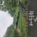 26-7/1-수 김밥천국-아침밥 하늘공원-메타세콰이어길 노을공원-모감주나무꽃길 모카빵-점심 이미지