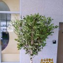 자작나무도서관 이미지