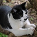 해든고양이병원 이미지