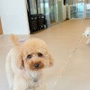 아띠라미 이미지