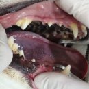 지오동물병원 이미지