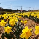 2025년 섬 수선화축제 | 2025년 신안 섬 수선화축제-봄의 향연을 만끽하세요!