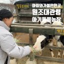 백봉목장 | 강릉가족여행 강릉데이트는 [대관령아기동물농장] 내돈으로다녀옴