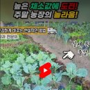 도전농장 이미지