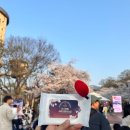 파크 블러썸 | 과천 레츠 런 파크 2025 스위트체리블라썸 개인후기!