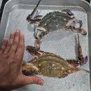 경기도 수원시 권선구 권중로4번길 5-15 (권선동) | [수원 지역 맛집] 수원 "농수산물 시장"구매 후 바로 먹을 수 있는 초장집 추천!!