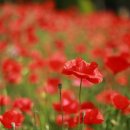 경정장후문 이미지