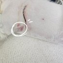 넬 동물의료센터 | 젤리 심장수술(개심술) 기록_넬 동물의료센터(4)
