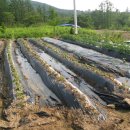 남주농장 이미지