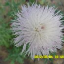 선산대로-10 이미지