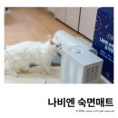 단꿈 - 강서구 우장산로 13 | 나비엔 숙면매트 사계절 PRO 단꿈체험소 후기