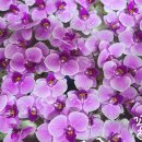 수반농장 이미지