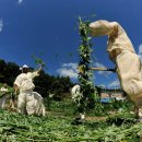 평창황병산사냥민속 이미지