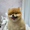 까꿍펫살롱 이미지