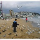 부산갈메기 이미지