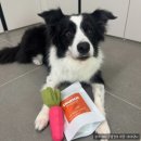 주식회사 펫프로젝트 이미지