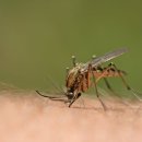 바른동물병원 네이버블로그