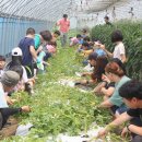 김인숙 농장 이미지