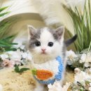 아르미펫 강아지고양이 김포본점 | 김포먼치킨분양 고양이입양(feat. 인천, 일산, 남양주)