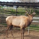 하늘을 품은 사슴 이미지