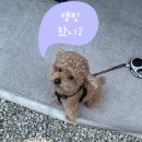 철원민박 | [반려견 동반 캠핑] 철원매일민박캠핑장