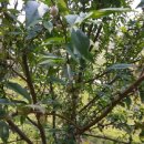 명규농장 이미지