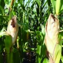 우수사료 이미지