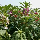 연성농장 이미지