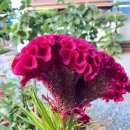 골드하우스 이미지