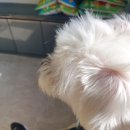 면목동물병원 이미지