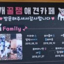 개꿀잼 애견카페 이미지