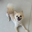 반려동물미용실 언니네 이미지