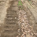 텃밭 | 광진구 자투리텃밭 당첨 후기 - 아차산 텃밭