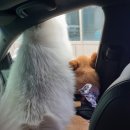 쪼꼬네유치원2 네이버블로그